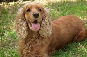 Enfermedades del Cocker Spaniel mini toy
