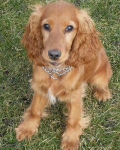 Cuidados del Cocker Spaniel americano