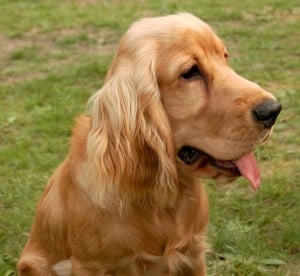 Caracteristicas del Cocker Spaniel Ingles
