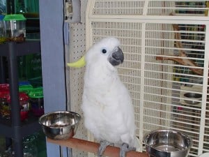 Cuales son las Aves Mascotas Exoticas