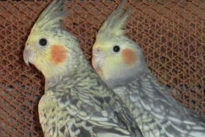 Como escoger Aves Mascotas Ninfas