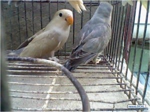 Aves Mascotas Para Niños