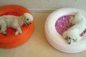 Camas para Perros en madera