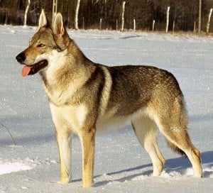 Perro Lobo Checoslovaco negro