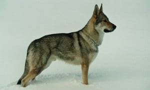Perro Lobo Checoslovaco caracter