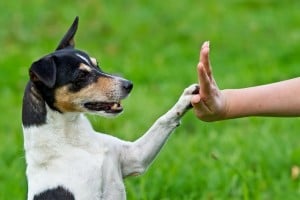 Adiestramiento Canino Madrid