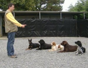 Adiestramiento Canino Medellin