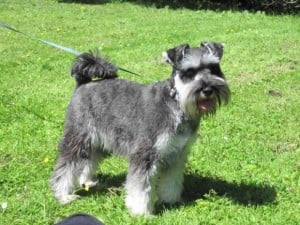 Perros Schnauzer fotos