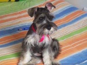 Perros Schnauzer blancos