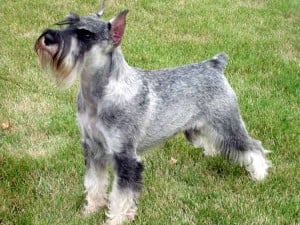 Perros Schnauzer bebes
