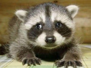 Mapaches Mascotas precio