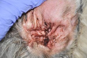otitis en perros antibióticos orales 