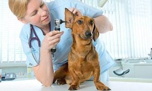 otitis en perros remedios caseros