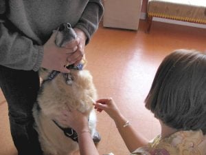 Ketamina en Perros efectos secundarios