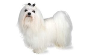 Alimentacion de un bichon maltes toy