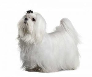 Ventajas de tener un bichon maltes mini