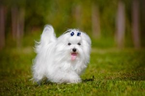 Enfermedades de un bichon maltes adulto