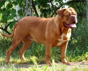 Enfermedades del Dogo de Burdeos cachorro