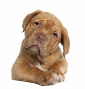Características del Dogo de Burdeos messi