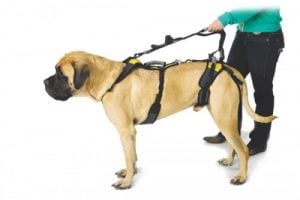 Cómo Elegir un Arnés Para Perros Grandes