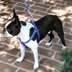 Beneficios del Arnés Para Perros Ciegos