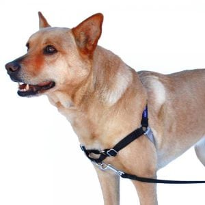 Ventajas de un Arnés Para Perros anti tirones