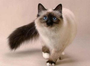 Cuidados de los gatos siameses bebes