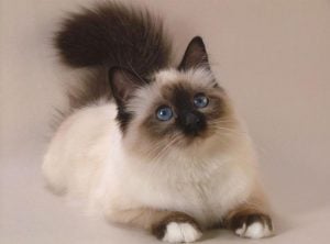 Caracteristicas de los gatos siameses blancos