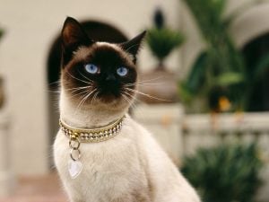 Tipos de gatos siameses
