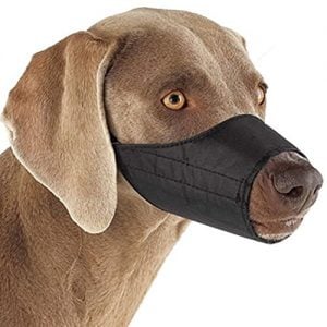 Uso de Un Bozal Para Perros casero