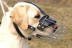 Bozal Para Perros pequeños
