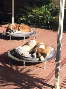 Ventajas de trampolines para perros en alquiler