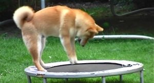 Beneficios de los trampolines para perros amazon
