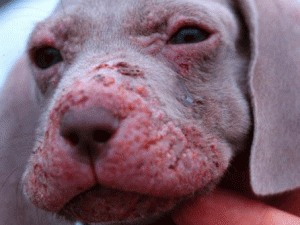 Cuidados de las Alergias en Perros poodle