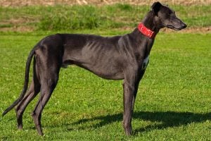 Caracteristicas de los Perros Galgos afganos