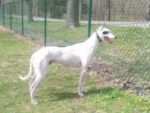 Carreras de Perros Galgos