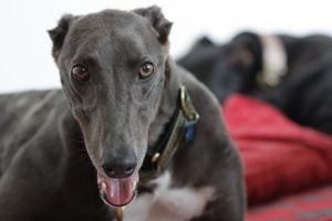 Problemas de Salud Comunes en los Perros Galgos ingles