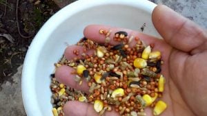 Como Preparar el Alimento Para Aves kaytee