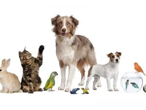 Ventajas del Alimento Para Aves purina