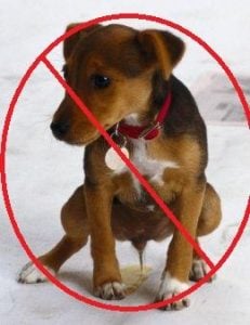 Repelentes para Perros caseros