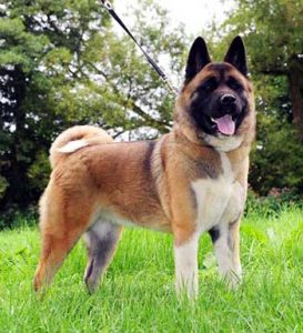 Enfermedades Comunes del Perro American Akita price