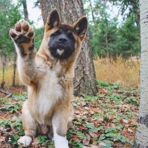 Esperanza de vida del Perro American Akita puppy