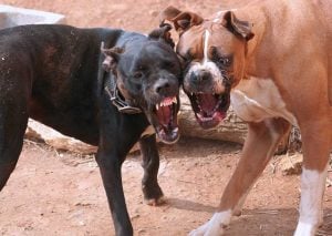 Cómo Romper una Pelea de Perros y gatos