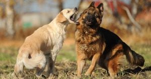 Detener una Pelea de Perros callejeros en celo