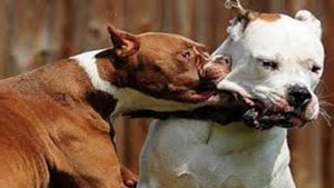 Peligros una Pelea de Perros pitbull vs rottweiler
