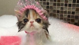 Como Bañar a tu Gato correctamente