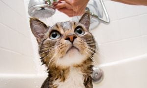 Tiempo Tienes que Bañar a tu Gato sin que te arañe