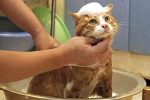 Cuidados al Bañar a tu Gato bebe