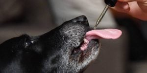 Riesgos del Uso de gotas de Marihuana para Mascotas