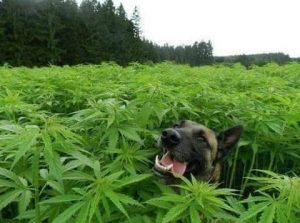 Beneficios del Uso de la Marihuana para Mascotas epilecticos